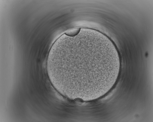 X0000100981529200807221221