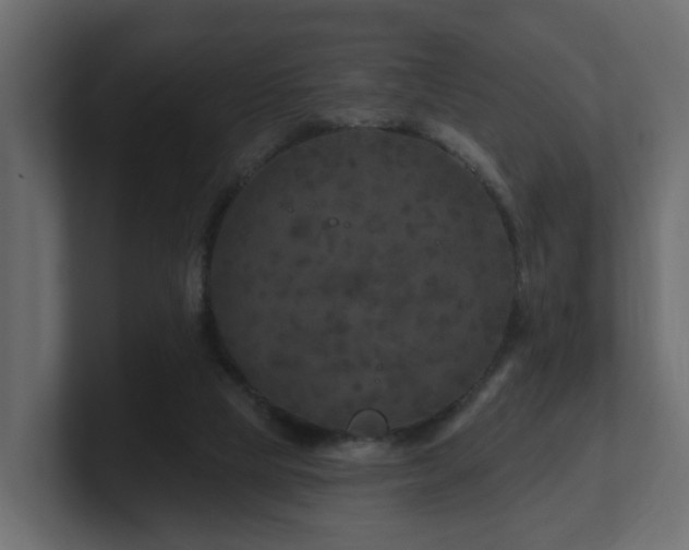 X0000101090065200806261500