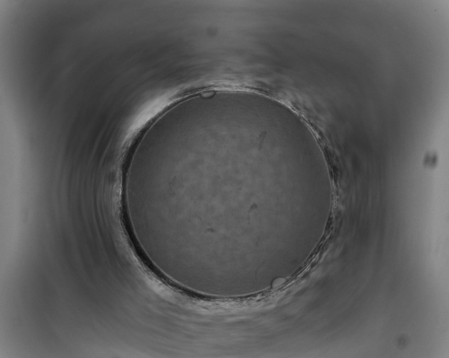 X0000101090005200807031737