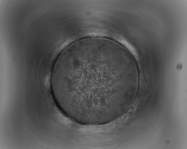 X0000101090009200807031737