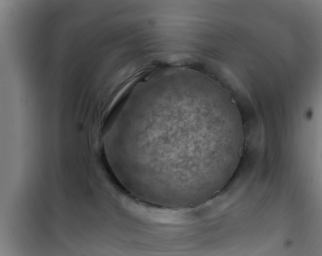 X0000101090044200807031737