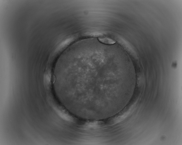 X0000101090072200807031736