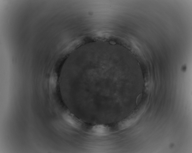 X0000101090231200807031734