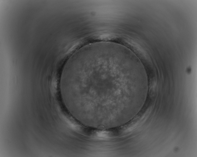 X0000101090268200807031733