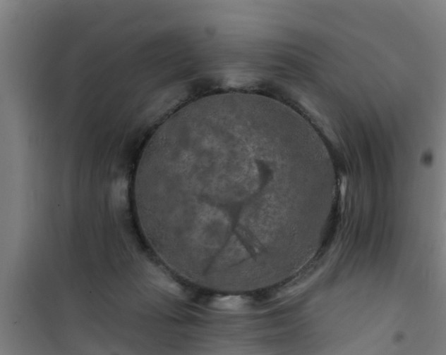 X0000101090269200807031733