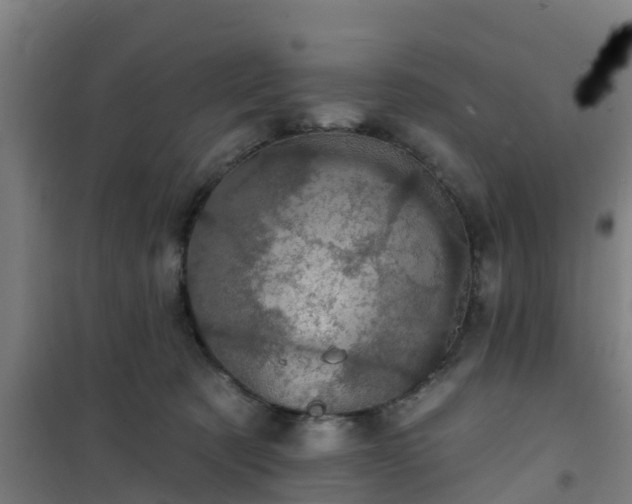 X0000101090321200807031732