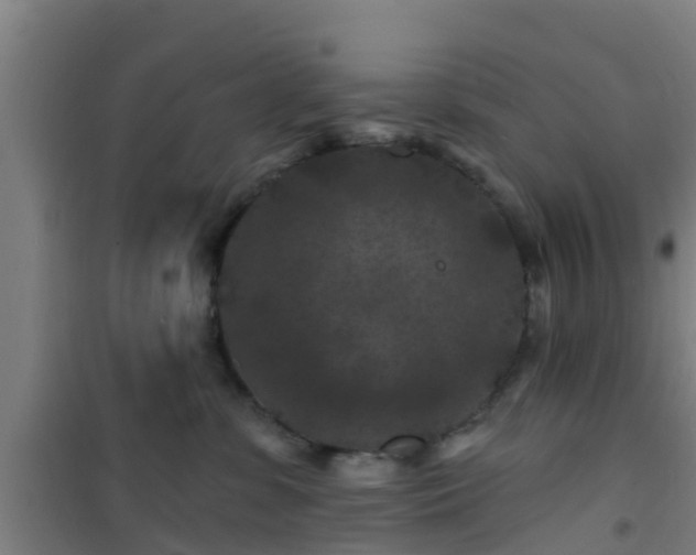 X0000101090331200807031732