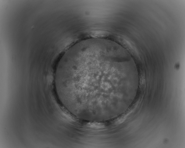 X0000101090367200807031732