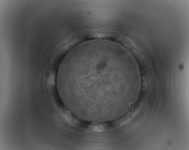 X0000101090368200807031732