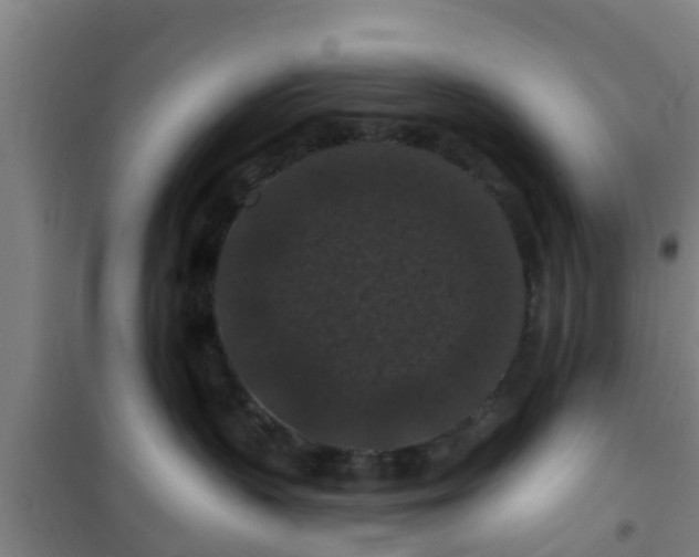 X0000101090383200807031732