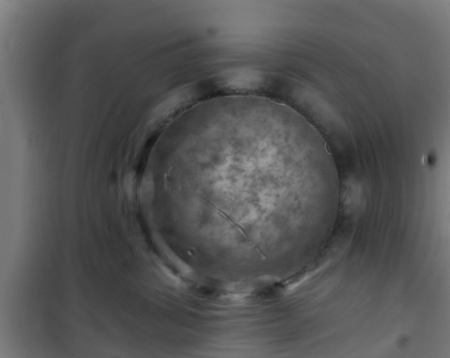 X0000101090428200807031731