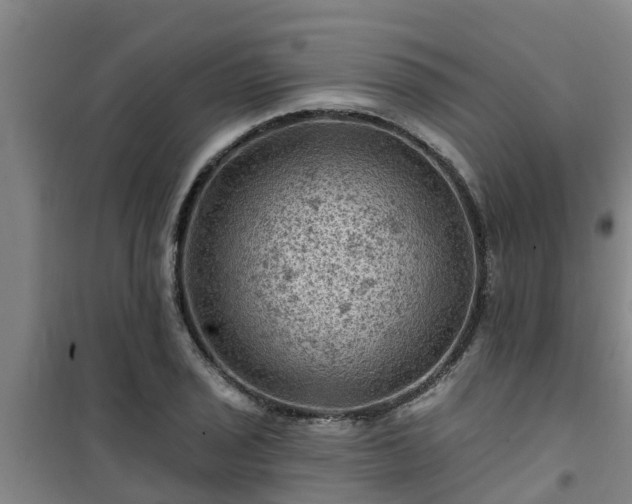 X0000101091029200807031721