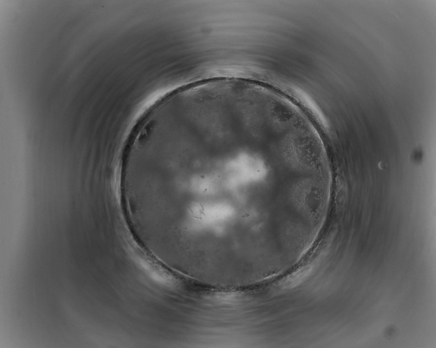 X0000101091035200807031721