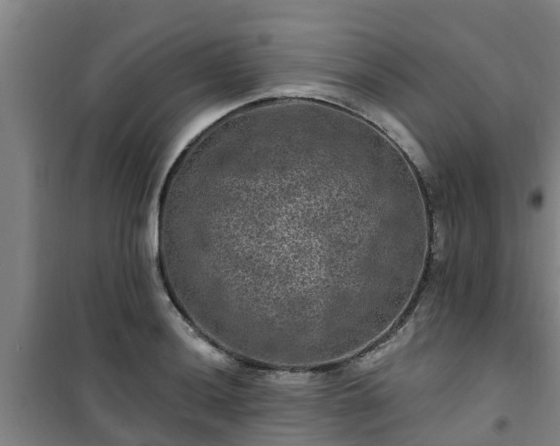 X0000101091036200807031721