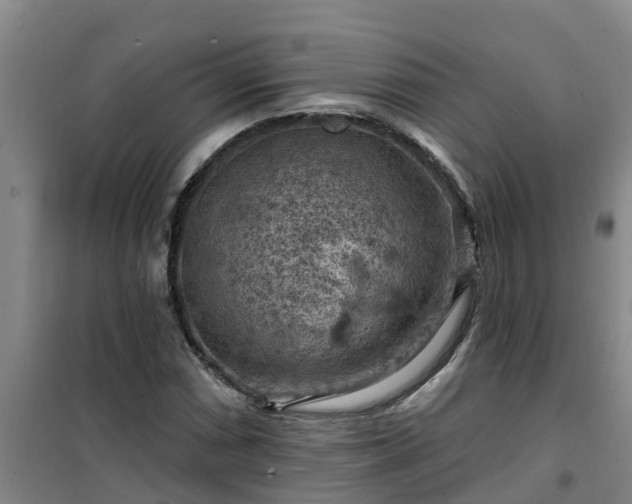 X0000101091066200807031721