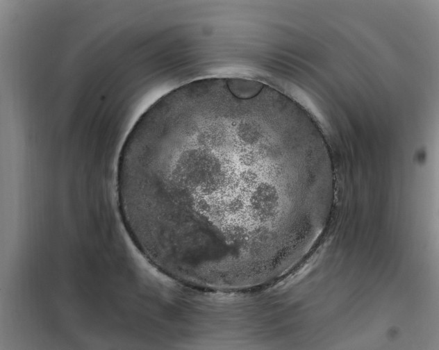 X0000101091087200807031721