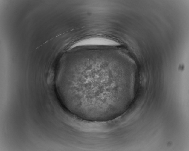 X0000101090036200807101559