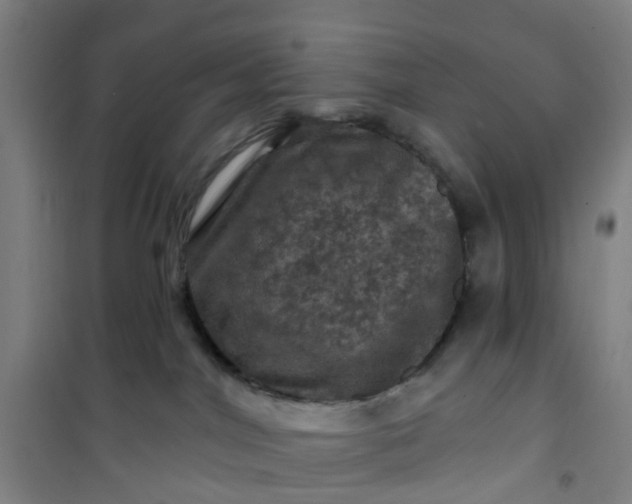 X0000101090044200807101559