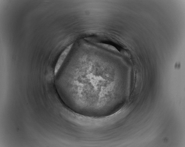 X0000101090048200807101559