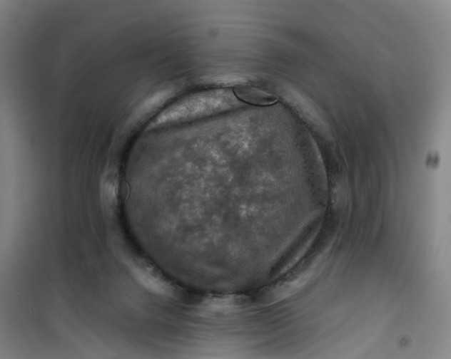 X0000101090072200807101558