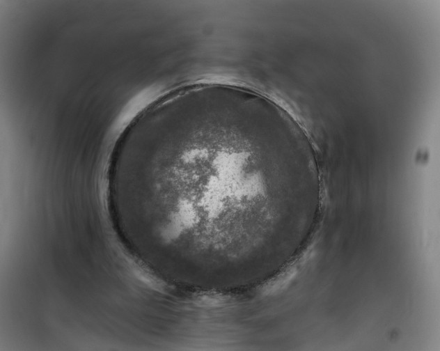 X0000101090199200807101556