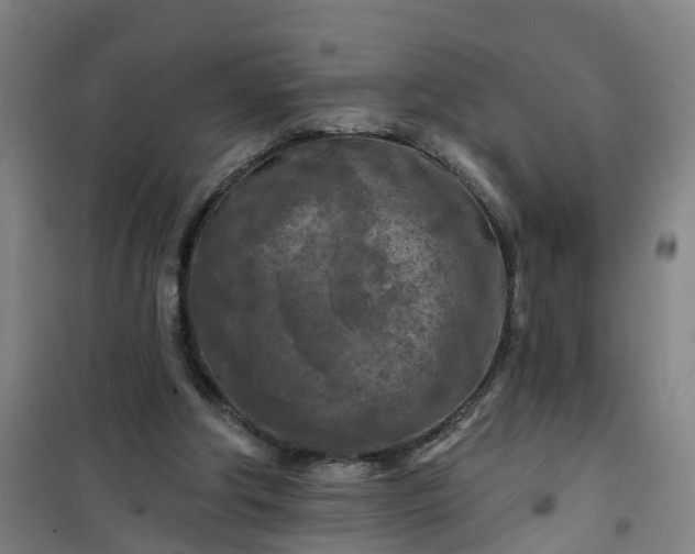 X0000101090202200807101556