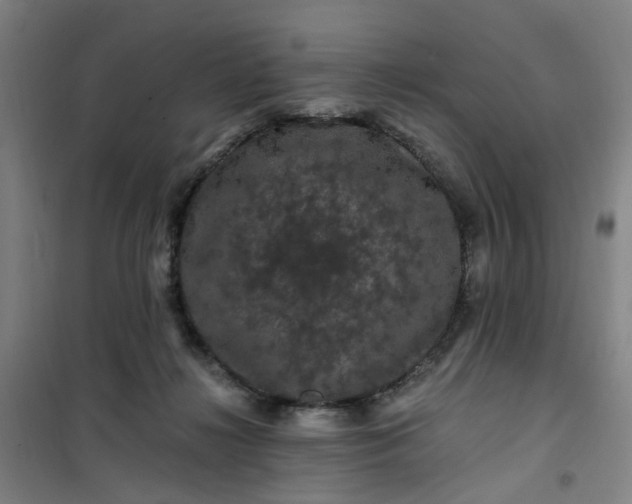 X0000101090268200807101555