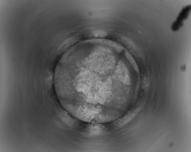 X0000101090321200807101554