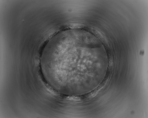 X0000101090367200807101554