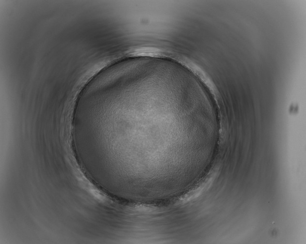 X0000101090529200807101550