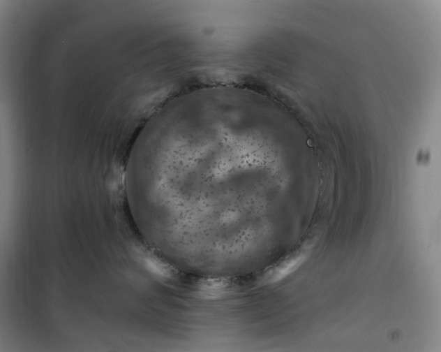 X0000101090624200807101550