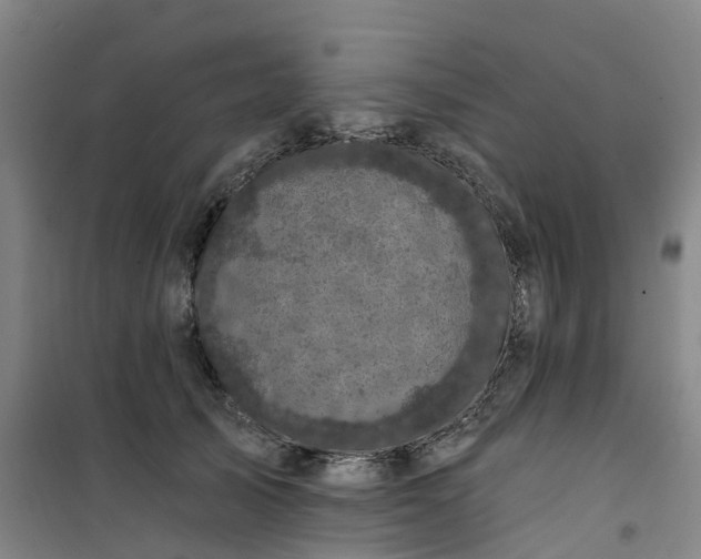 X0000101090705200807101549