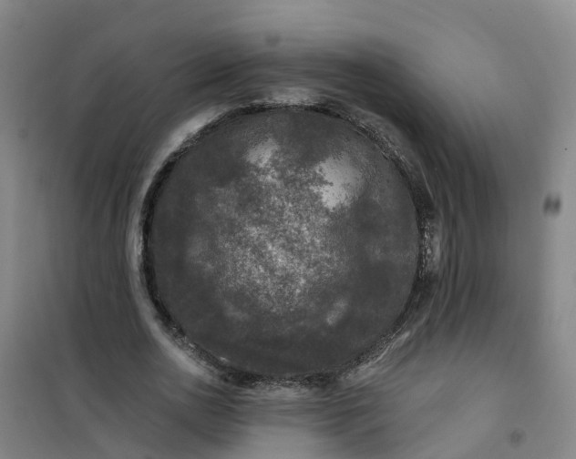 X0000101090726200807101548