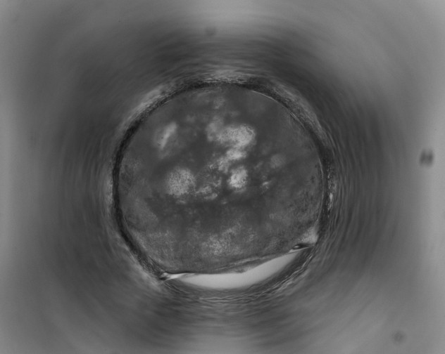 X0000101090729200807101548