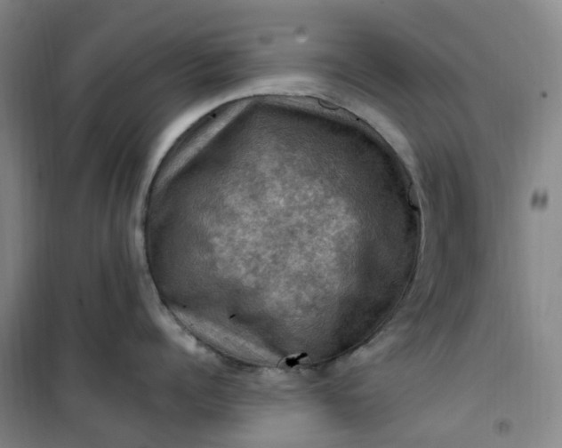 X0000101090960200807101545