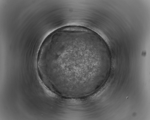 X0000101090980200807101544