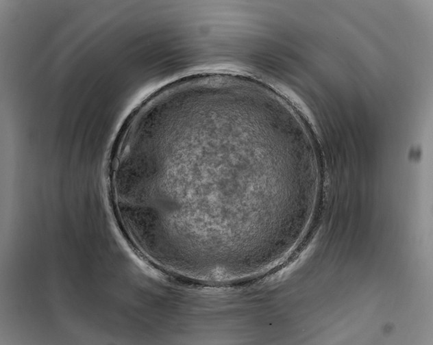 X0000101090989200807101544