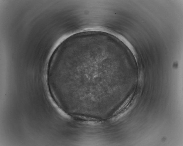 X0000101091005200807101544