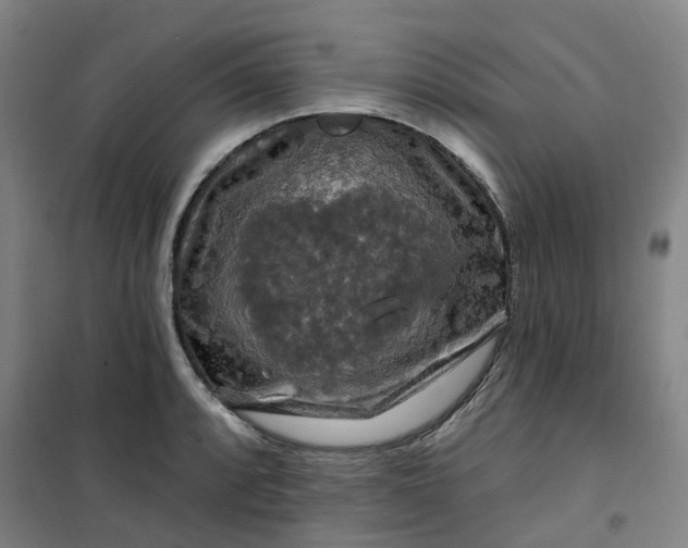 X0000101091088200807101543