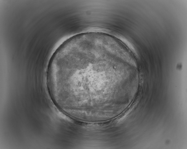 X0000101091094200807101543