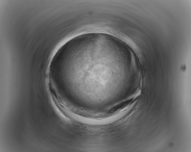 X0000101091528200807101537