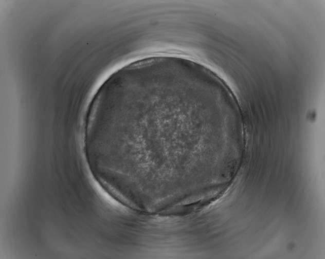 X0000101091531200807101537