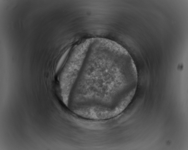 X0000101090040200807171858