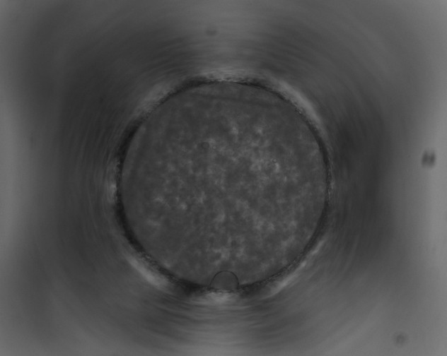 X0000101090065200807171858