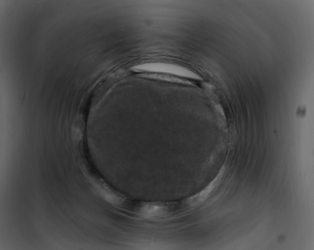 X0000101090174200807171856