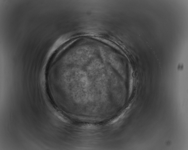 X0000101090198200807171856