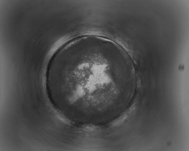 X0000101090199200807171856