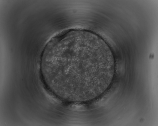 X0000101090208200807171856