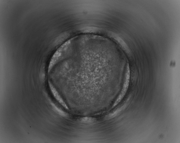 X0000101090261200807171855