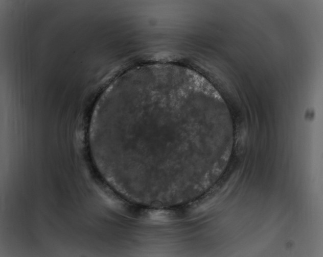 X0000101090268200807171855